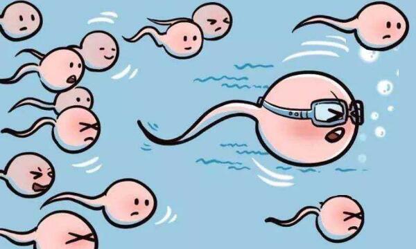 备孕的时候吃什么对精子质量有帮助？如何避免精子质量下降？