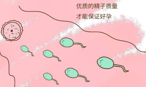 备孕的时候吃什么对精子质量有帮助？如何避免精子质量下降？
